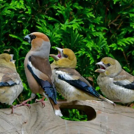 Chalet De Kleine Kriemelkuil - Het Vosje *