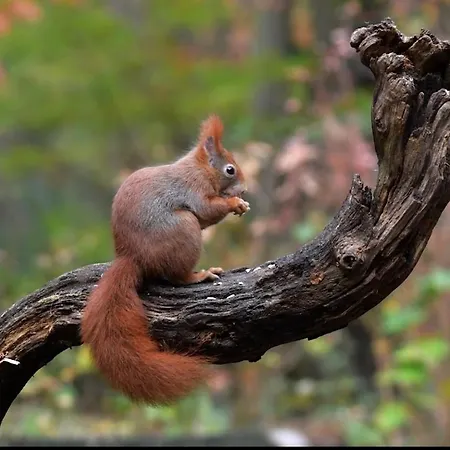 De Kleine Kriemelkuil - Het Vosje