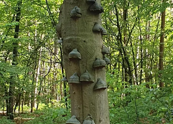 De Kleine Kriemelkuil - Het Vosje Domek alpejski *