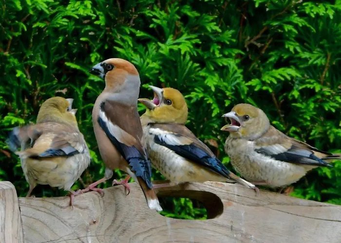 샬레 De Kleine Kriemelkuil - Het Vosje *