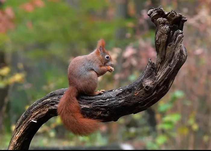 De Kleine Kriemelkuil - Het Vosje