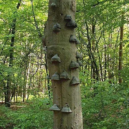 De Kleine Kriemelkuil - Het Vosje Chalé *